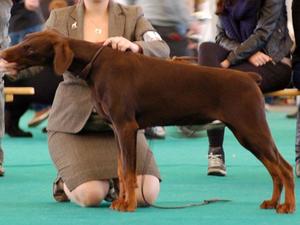 Best Puppy - Amsterdam Winners Show