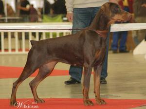 CAC CACIB Best Female - Paris Int.Dog Show 2012