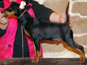 Wot a Thriller Alfie - For Sale