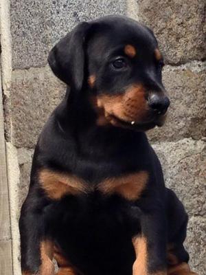 Latoya Wot a Thriller - For Sale