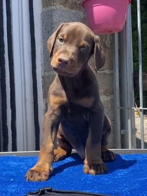 Beautiful Docked Male puppy available