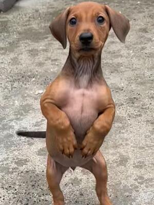 Stunning Red male available - ALFIE