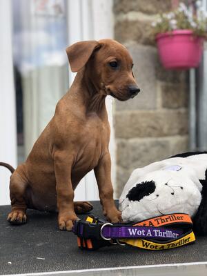 Red Male Available