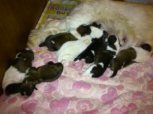 7 babies 4 days old