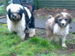 AMELIA WITH HER PAL KATIE DIGGING THE GARDEN AS US