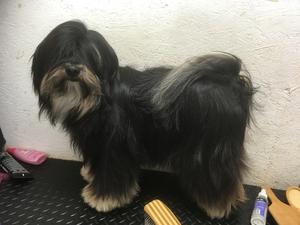 hardy all ready for crufts