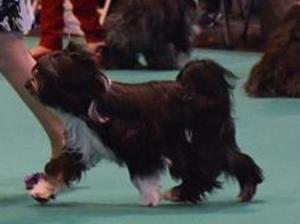 deedee strutting her stuff at crufts