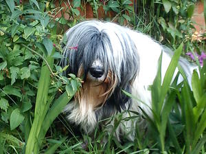 IN THE JUNGLE