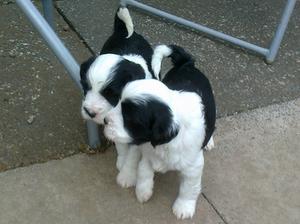 AMELIA WITH HER LITTER BROTHER  AT 7 WEEKS