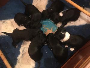 Pups 4 weeks
