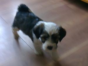 LOKI 7 WEEKS