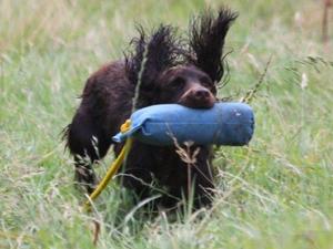 Sweet Pea retrieving