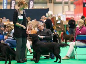 Quaker at Crufts 2015