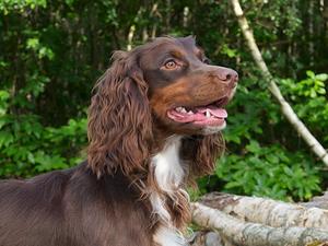 Tweed headshot