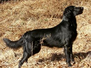 Mali standing