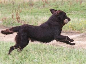 Ernie full stretch