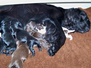 Welly and pups