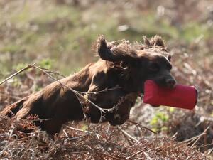 Kizzy retrieving