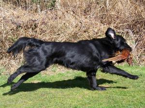 Quaker retrieving