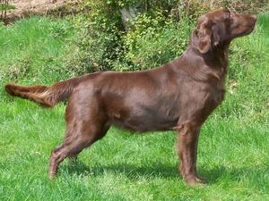 Nutka in whelp to German Junior Ch Rhinefields as