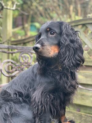 Landy portrait