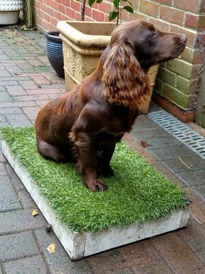 Kizzy on placeboard