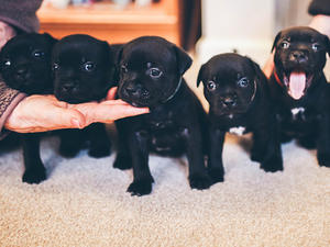 Puppies 5 weeks