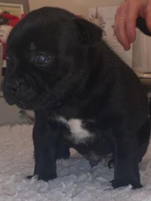 Puppy dog 4 weeks