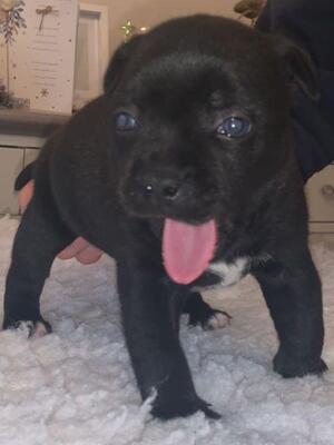 Puppy Dog 4 weeks
