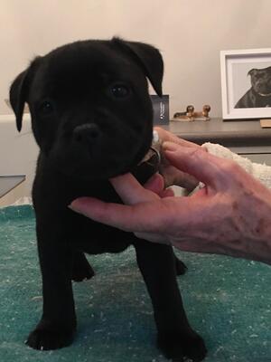 Puppy Dog