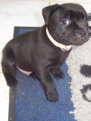 Puppy Dog