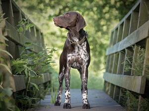 Sire: SH CH ORCHIDSTAR BONDS OF SPEED (JW) (SHCM)