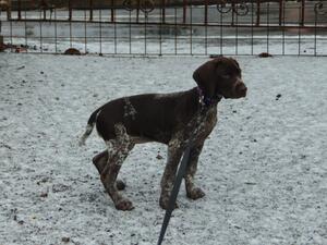 KEIGAME NELL GWYN AT CWNGIEDD 3months