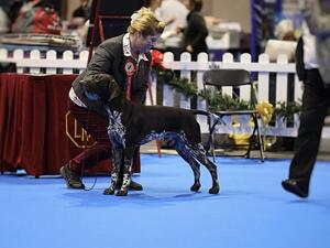 Sire: SH CH ORCHIDSTAR BONDS OF SPEED (JW) (SHCM)