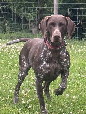 Keigame Nell Gwyn at Cwngiedd