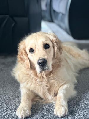 Maya hoping for a bite of whatever I’m eating