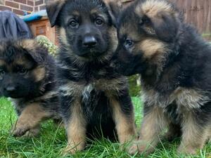 Puppies playing out in the garden
