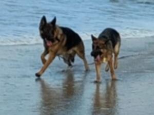 At Stud to Approved german shepherd females