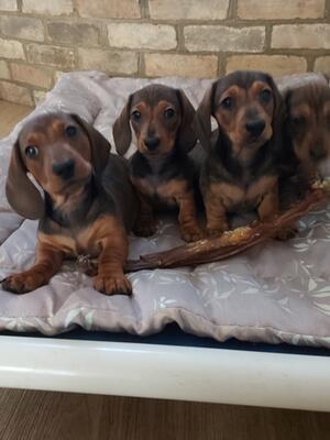 Puppies