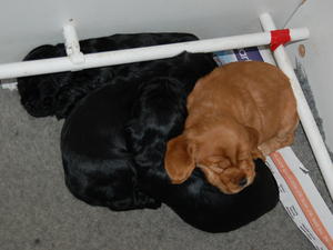 Tangos Puppies
