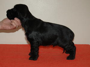 Puppies 9wks