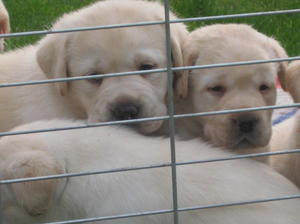 5 WEEKS OLD
