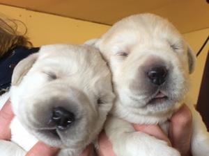 3 WEEKS OLD YELLOWS AND BLACKS