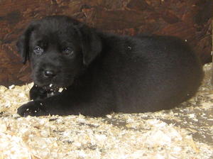 3 WEEKS OLD