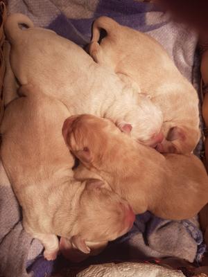 SIMON & ELSIES BABIES