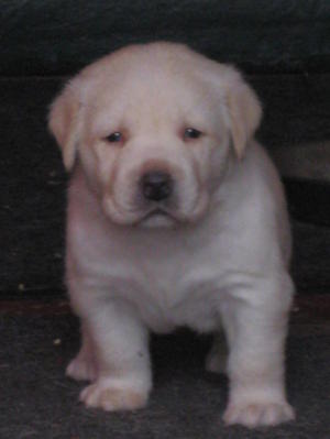 5 WEEKS OLD