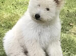 Crackle as a puppy