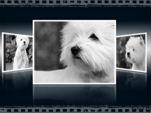 Lynnsto TerriershCM)