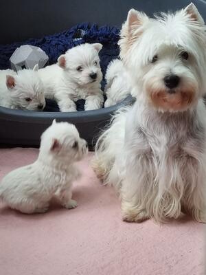 Mum & babies