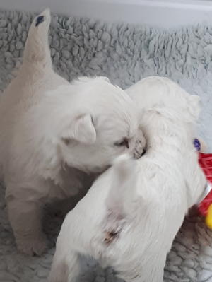 Puppies